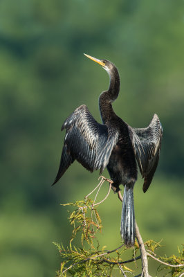 Anhinga d'Amérique -- Anhinga