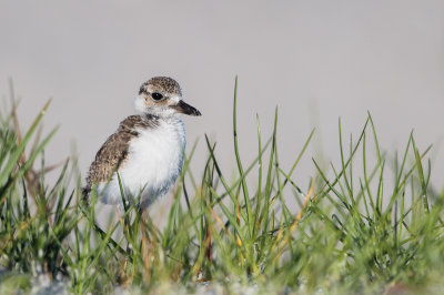 Pluvier de Wilson -- Wilson's Plover
