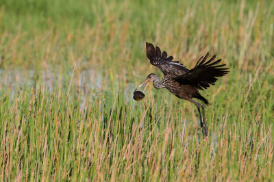 Courlan brun -- Limpkin