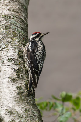 Pic macul -- Yellow-bellied Sapsucker