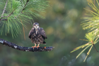 Milan des marais -- Snail kite