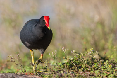 Gallinule poule d'eau -- Common Moorhen