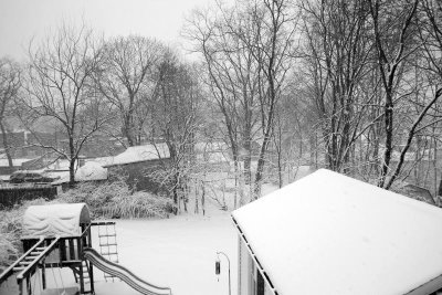 backyard 1.jpg