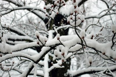 snow 2.jpg
