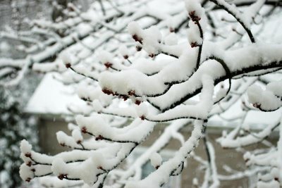 snow1.jpg