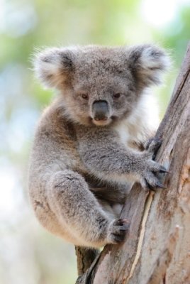 australia