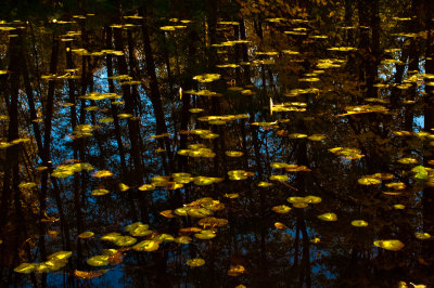 Lillies on a Pond