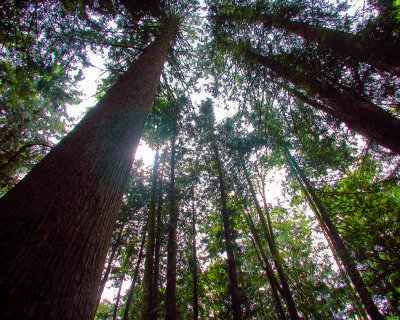 Towering Trees