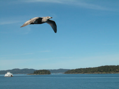Cruising with a Gull