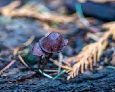 Mushrooms, Mushrooms!  