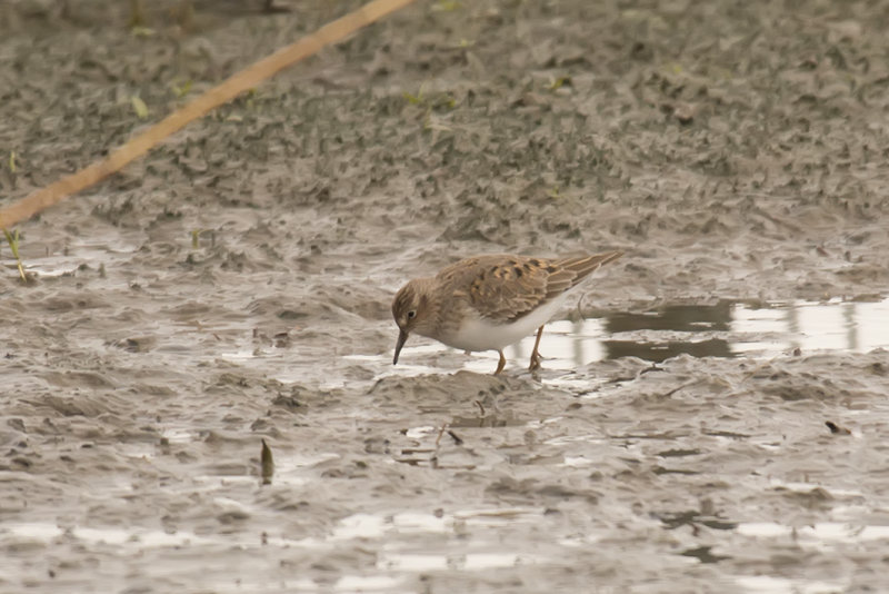 Temminckstrandloper, Temminck's Stint, Calidris temminckii 