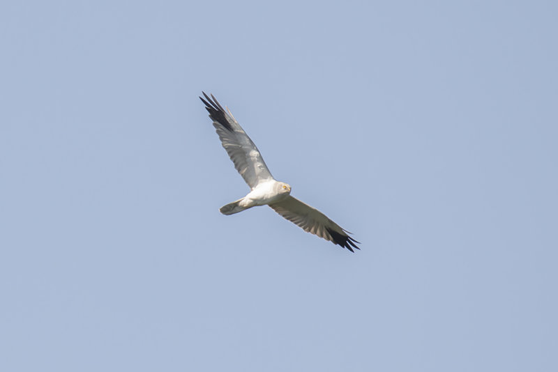 IMG_6766.jpg
