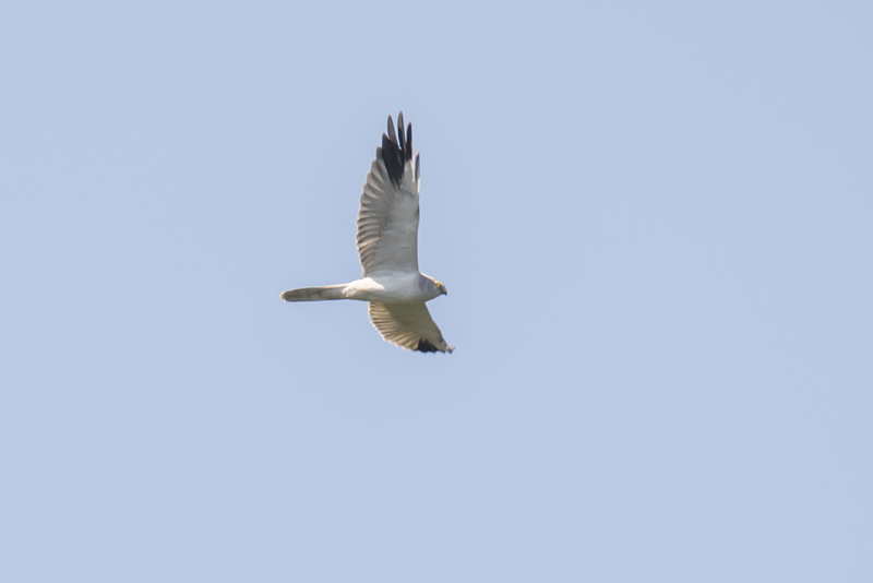 IMG_6768.jpg