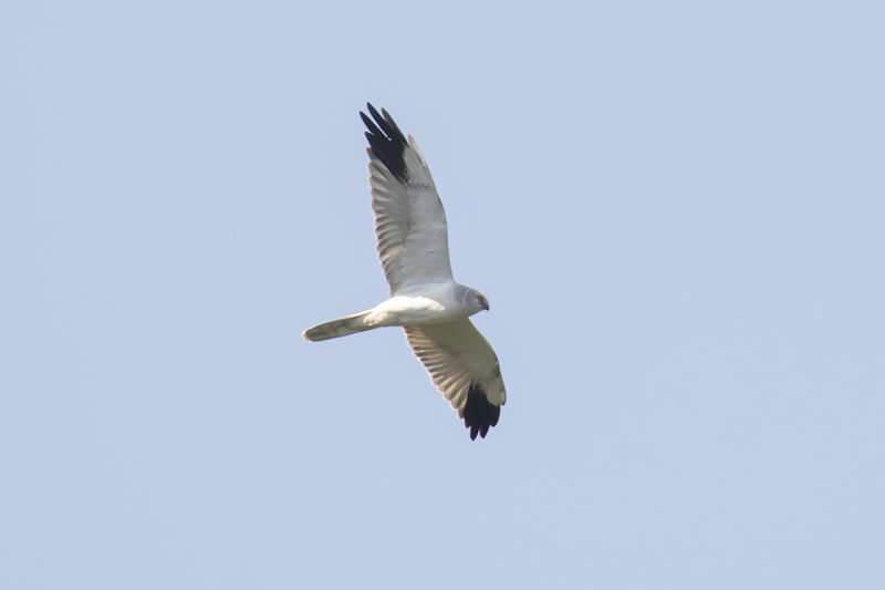 IMG_6783.jpg