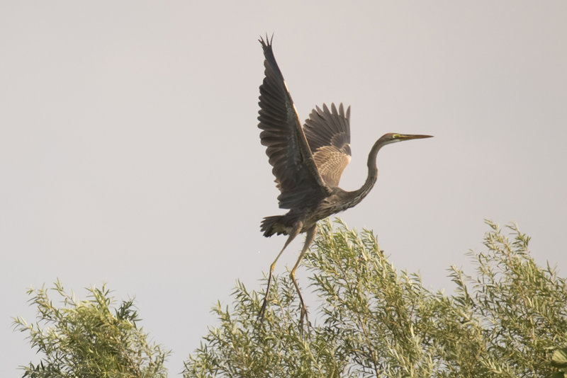 IMG_7273.jpg, Purperreiger 19-09-18 chorocki delta, Batumi