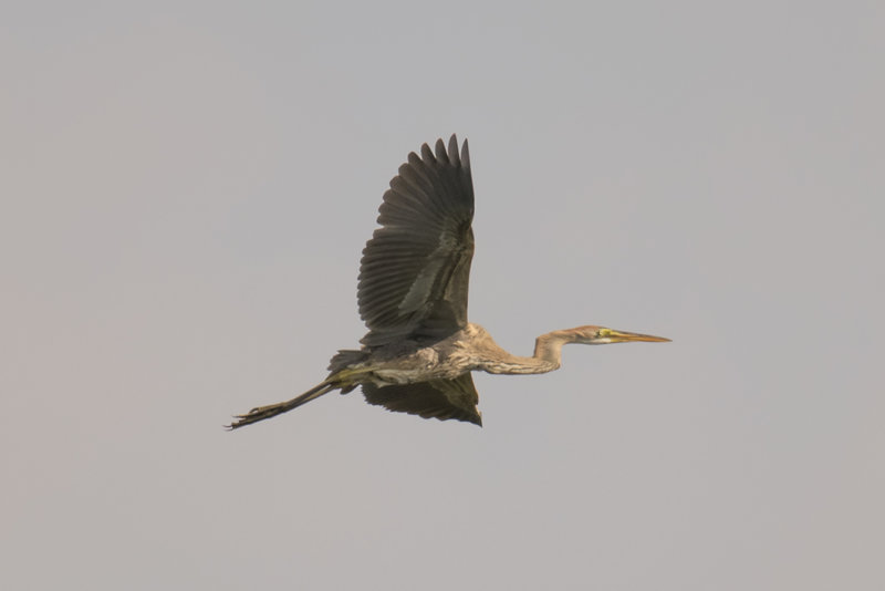 purperreiger -  Purple Heron Ardea purpurea,