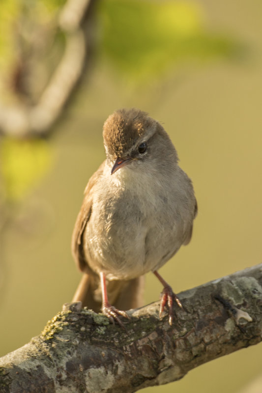 cetti's zanger - Cetti's Warbler - Cettia cetti