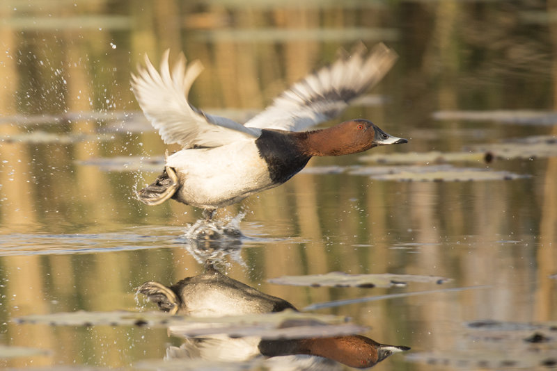 tafeleend -  Pochard - Aythya ferina