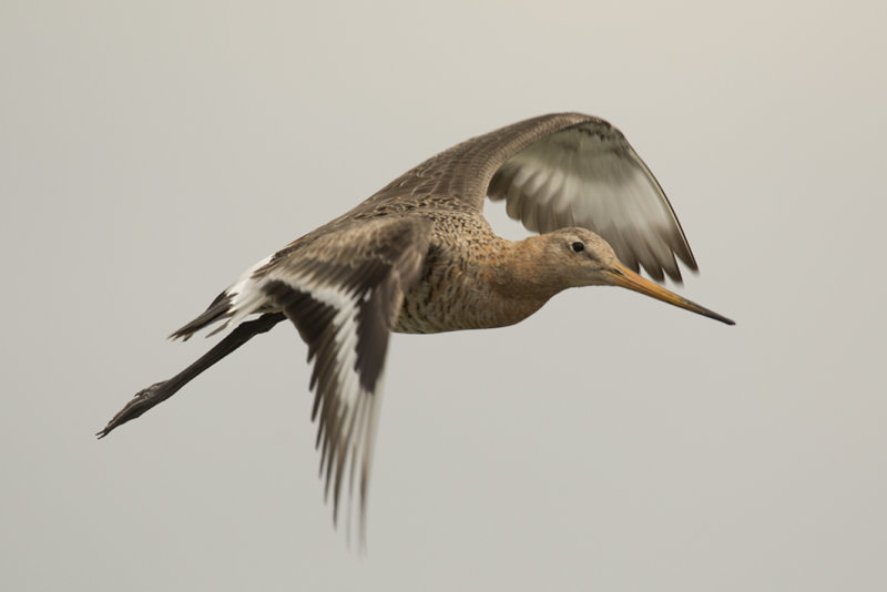 grutto - blacktailed gotwit- Limosa limosa