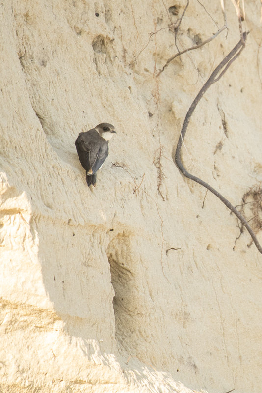 oeverzwaluw -  Sand Martin - Riparia riparia,