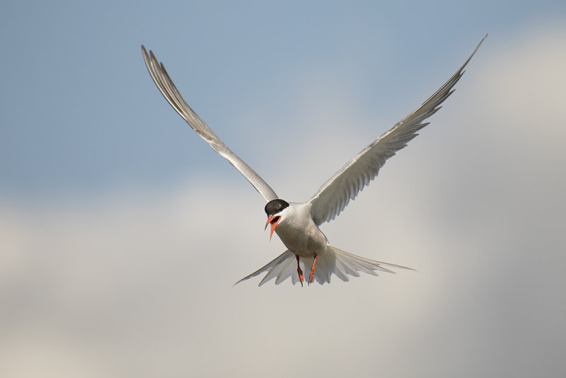 visdief - , Common Tern - Sterna hirundo