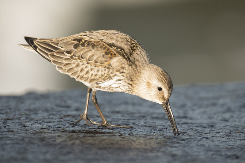 bonte strandloper - dunlin - Calidris alpina