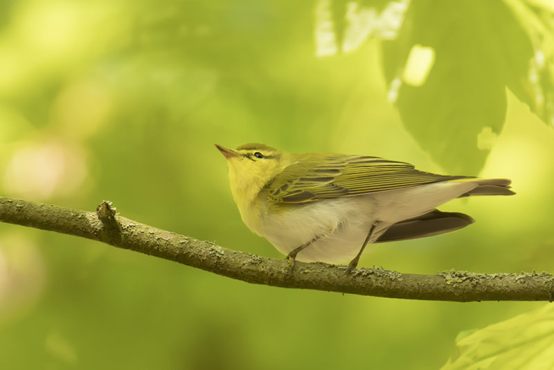 Fluiter -  Wood Warbler - Phylloscopus sibilatrix,