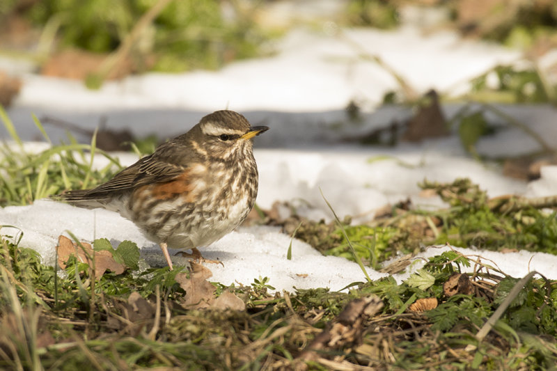 koperwiek -  Redwing - Turdus iliacus,