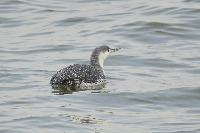 roodkeelduiker - Red-throated Loon - Gavia stellata, 