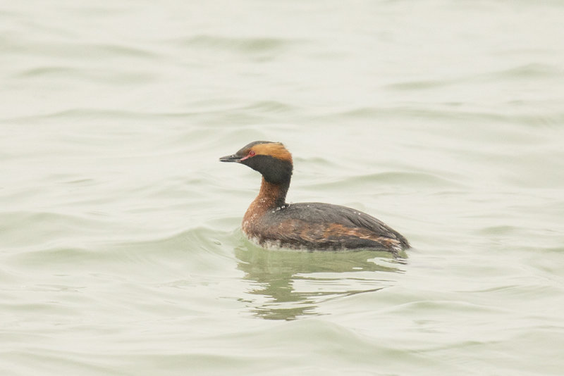 kuifduiker -  Horned Grebe - Podiceps auritus,