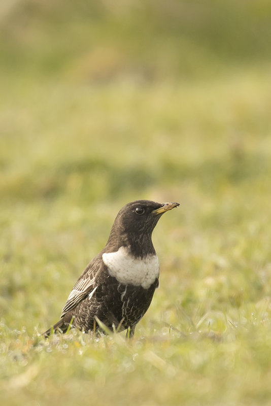 beflijster, ring ouzel, Turdus Turquadus