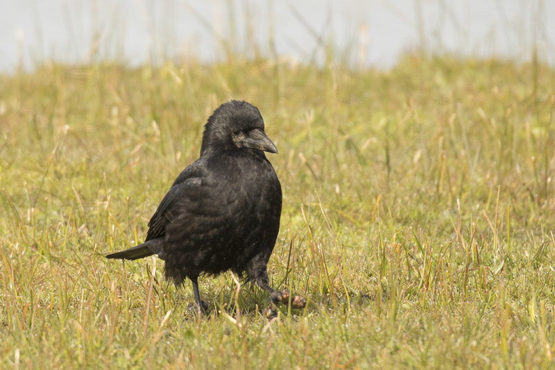 zwarte kraai -  Carrion Crow - Corvus corone,