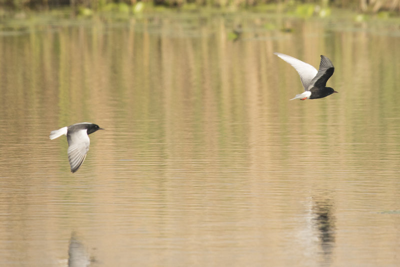 witvleugelstern, white-winged tern, Chlidonias leucopterus