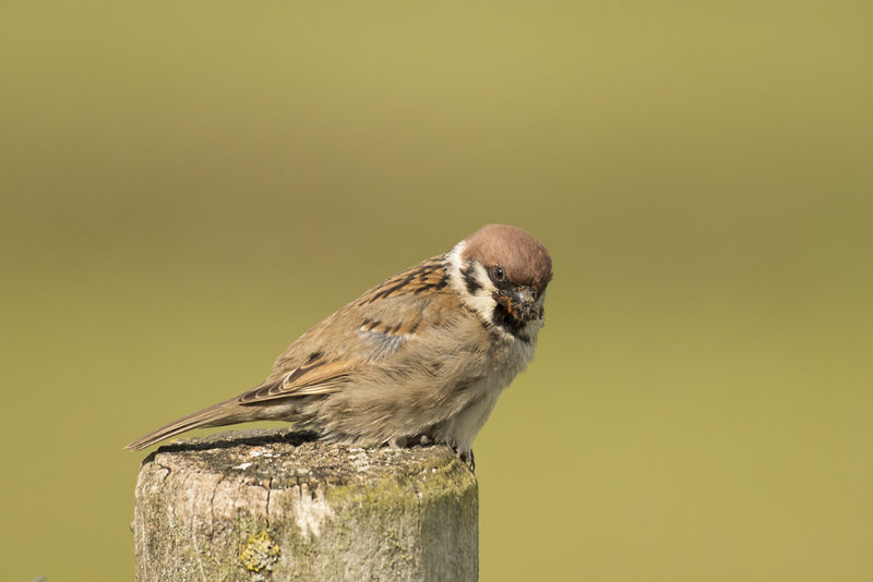 ringmus - Tree Sparrow -  Passer montanus