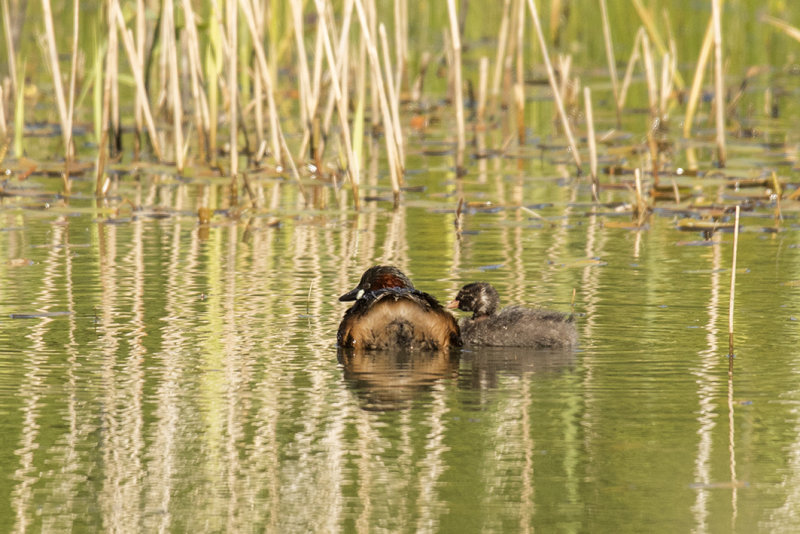 dodaars -  Little Grebe - Tachibaptus ruficollis