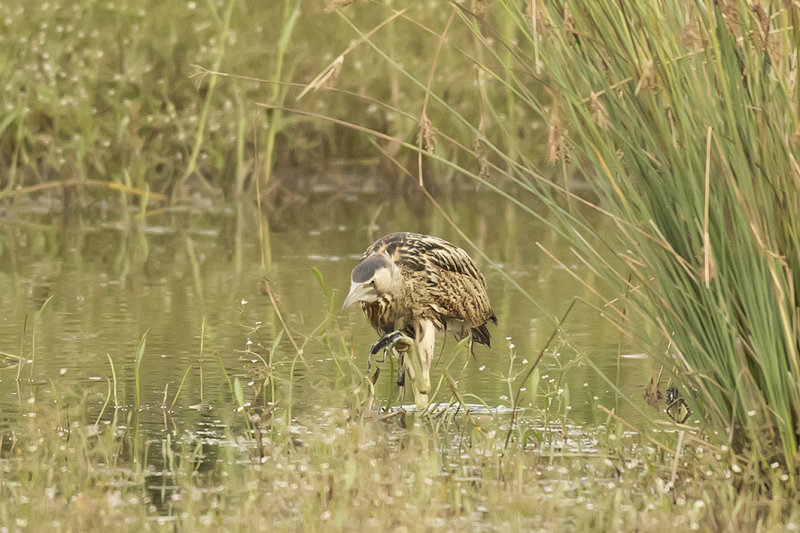 _88A6603.Roerdomp 21-08-21 Zevenhuizen