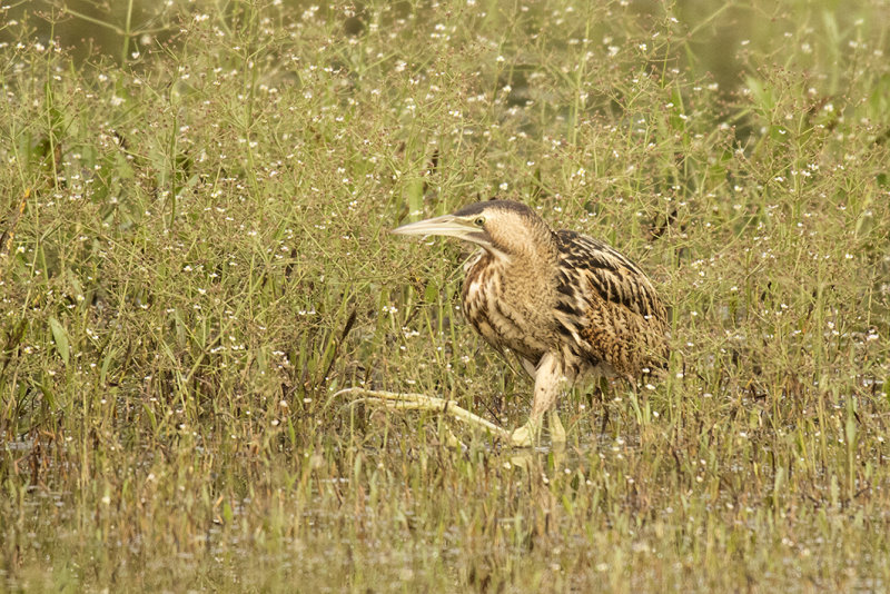 _88A6711.Roerdomp 21-08-21 Zevenhuizen