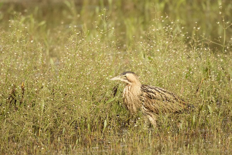 _88A6723.Roerdomp 21-08-21 Zevenhuizen