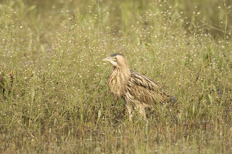 _88A6727.Roerdomp 21-08-21 Zevenhuizen