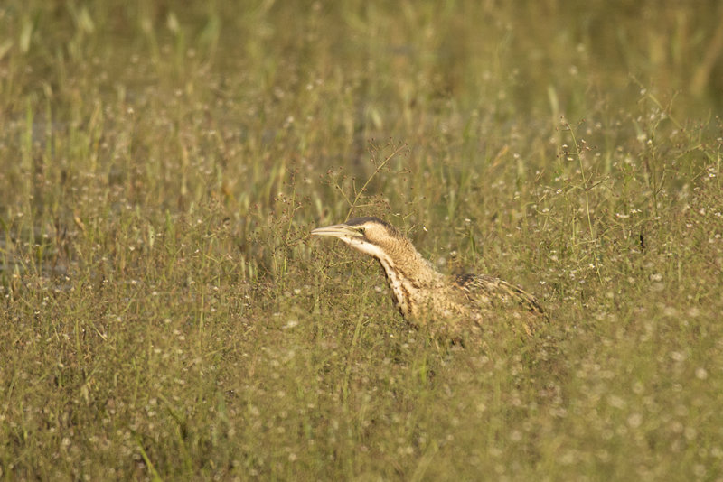_88A6737.Roerdomp 21-08-21 Zevenhuizen