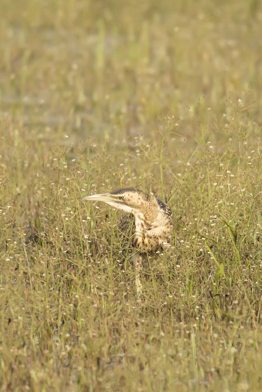 _88A6784.Roerdomp 21-08-21 Zevenhuizen
