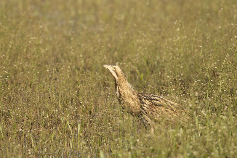 _88A6831.Roerdomp 21-08-21 Zevenhuizen