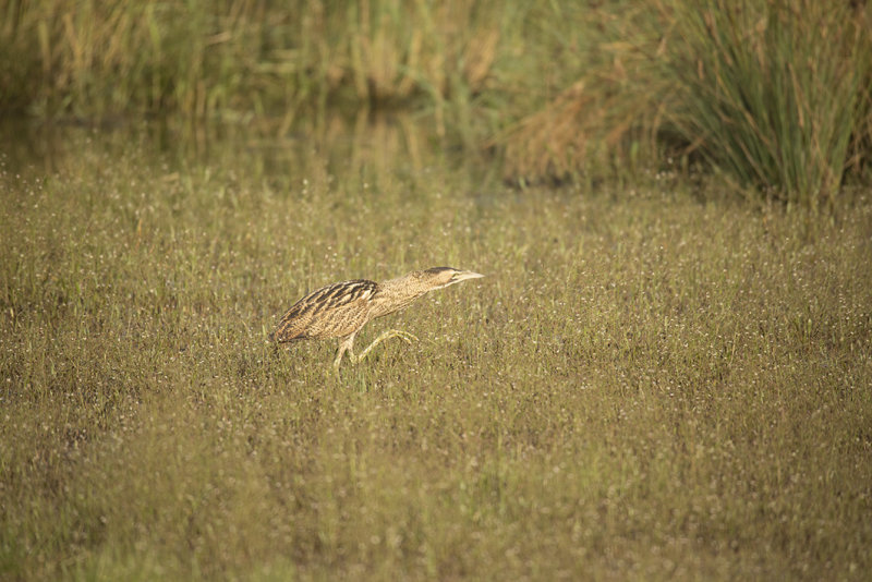 _88A6851.Roerdomp 21-08-21 Zevenhuizen