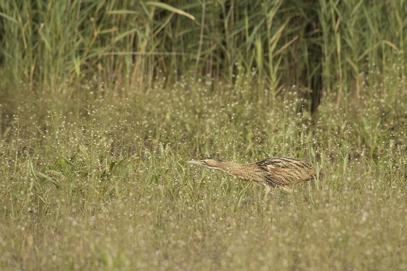 _88A6966.Roerdomp 21-08-21 Zevenhuizen