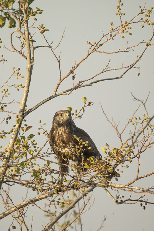 buizerd -  Common Buzzard - Buteo Buteo