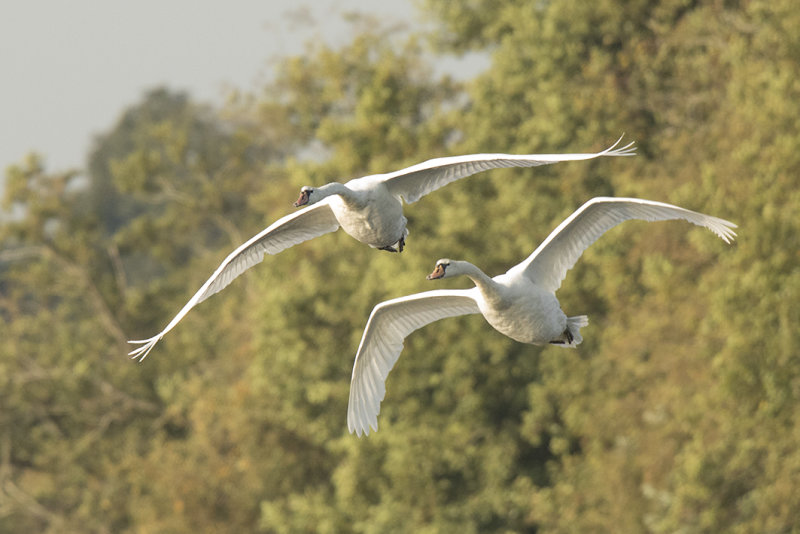 knobbelzwaan -  Mute Swan - Cygnus olor,