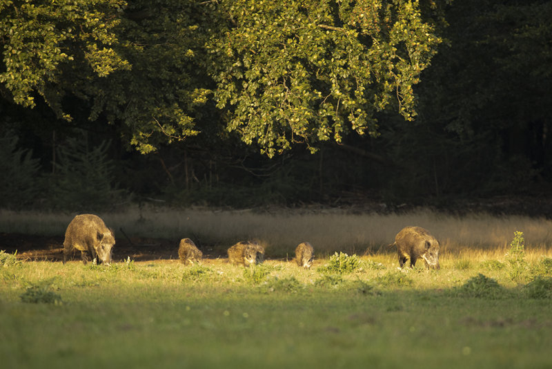 wild zwijn - wild boar - Sus Scrofa