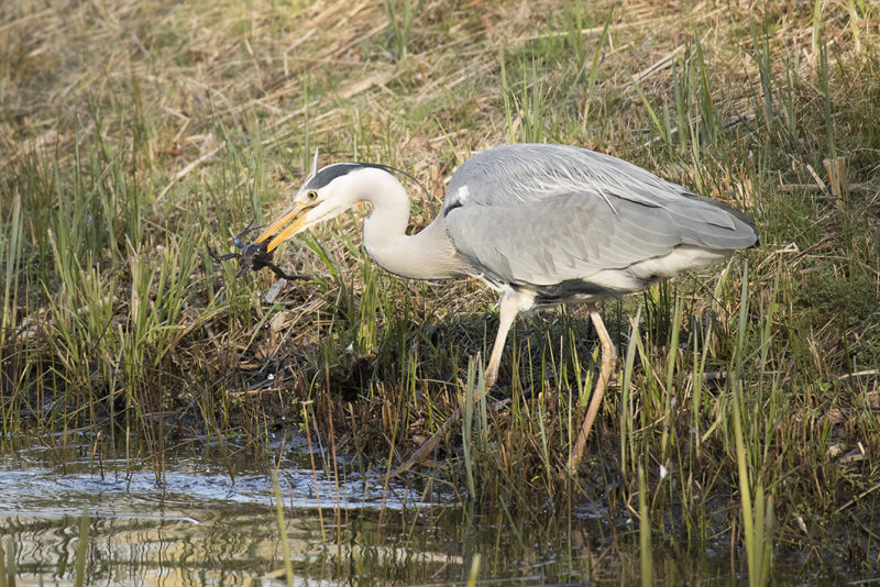 blauwe reiger - Grey Heron - Ardea cinerea