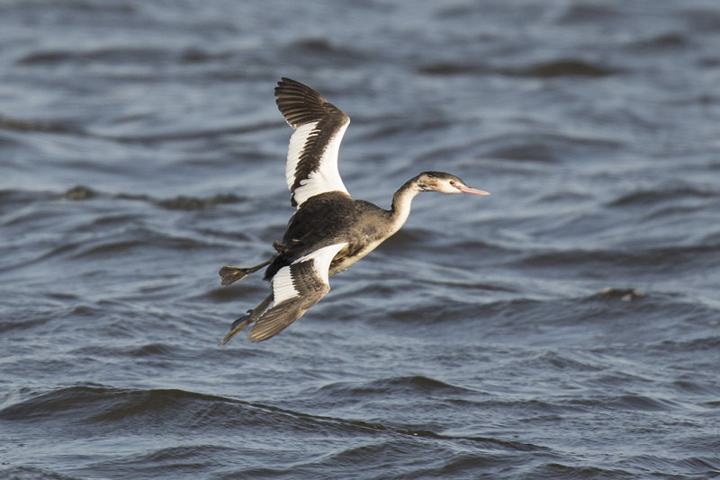 Fuut - Great Crested Grebe - Podiceps cristatus, 