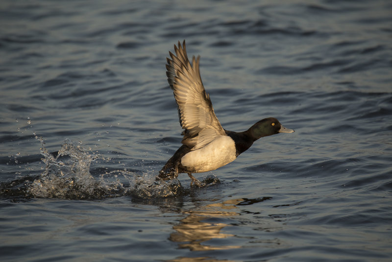 kuifeend - Tufted Duck - Athya fuligula, 